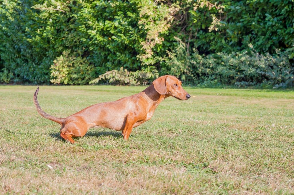 How To Potty Train Dachshund Dog Breed Explained