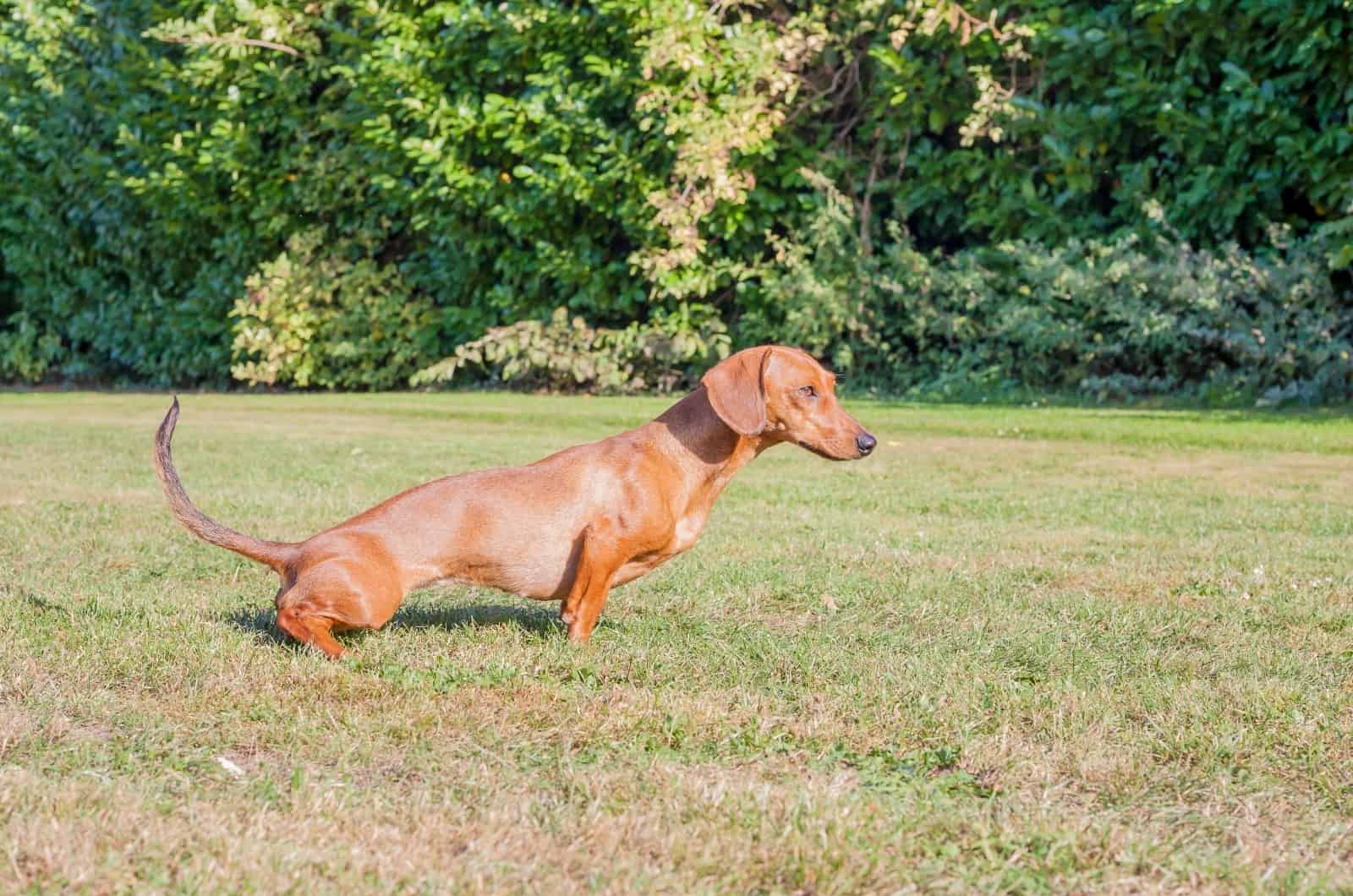 Dachshund peeing on grass