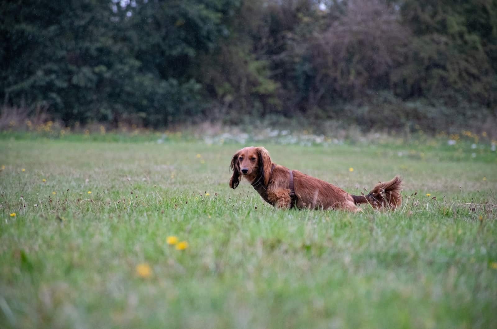 Dachshund peeing outside