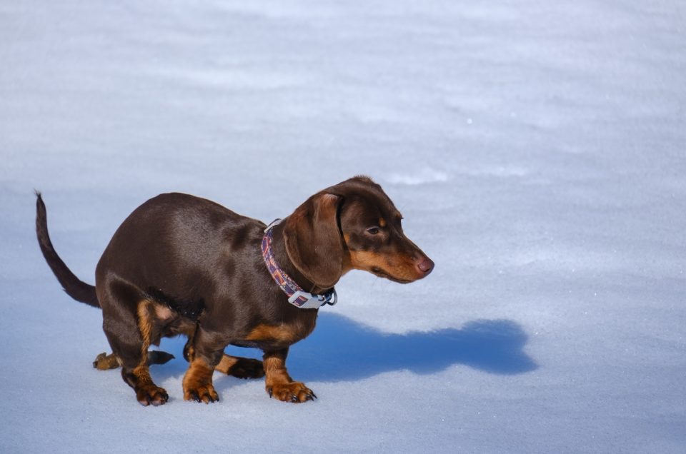 How To Potty Train Dachshund Dog Breed Explained