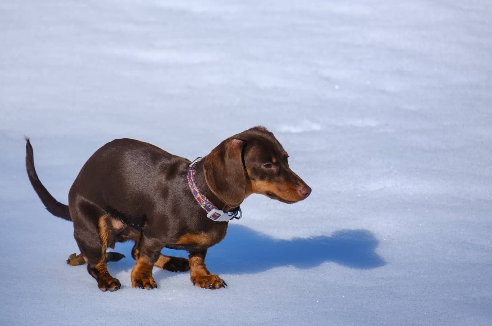Dachshund pooping on snow