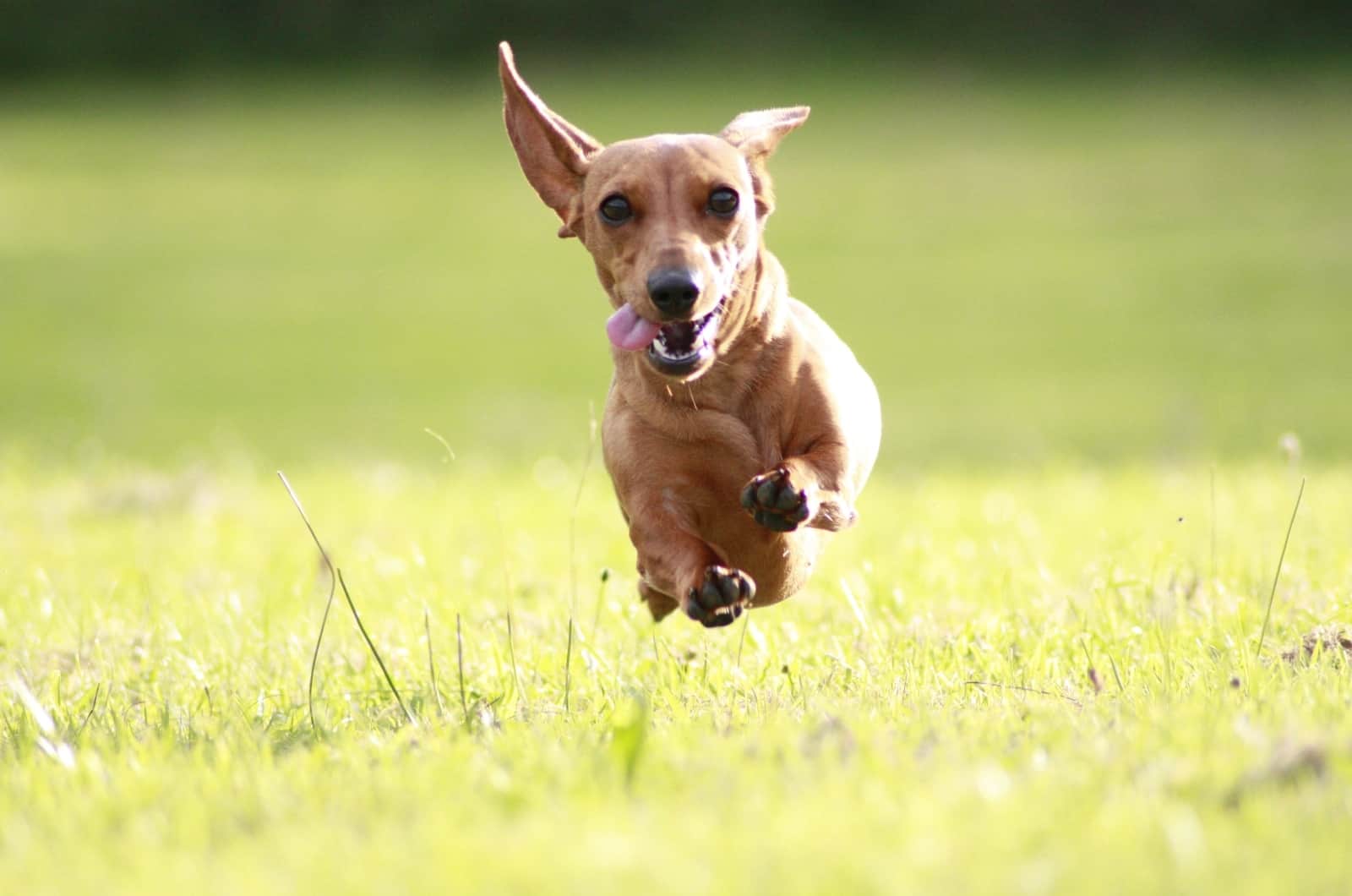 Dachshund running outside