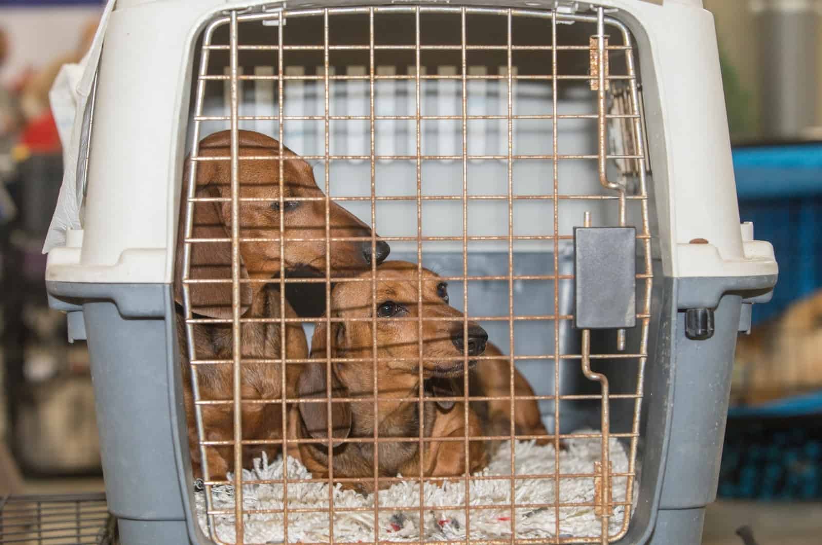 Dachshunds in crate