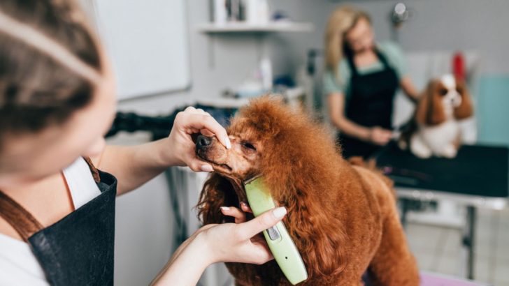 Disclosing The Info: How Much To Tip A Dog Groomer