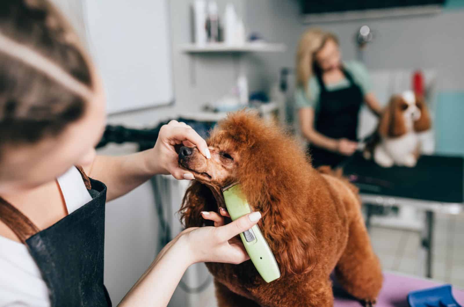 dog at grooming salon