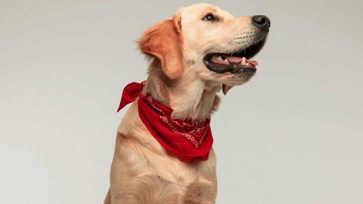 Do Dogs Have An Adam’s Apple Or Is This Just A Myth?
