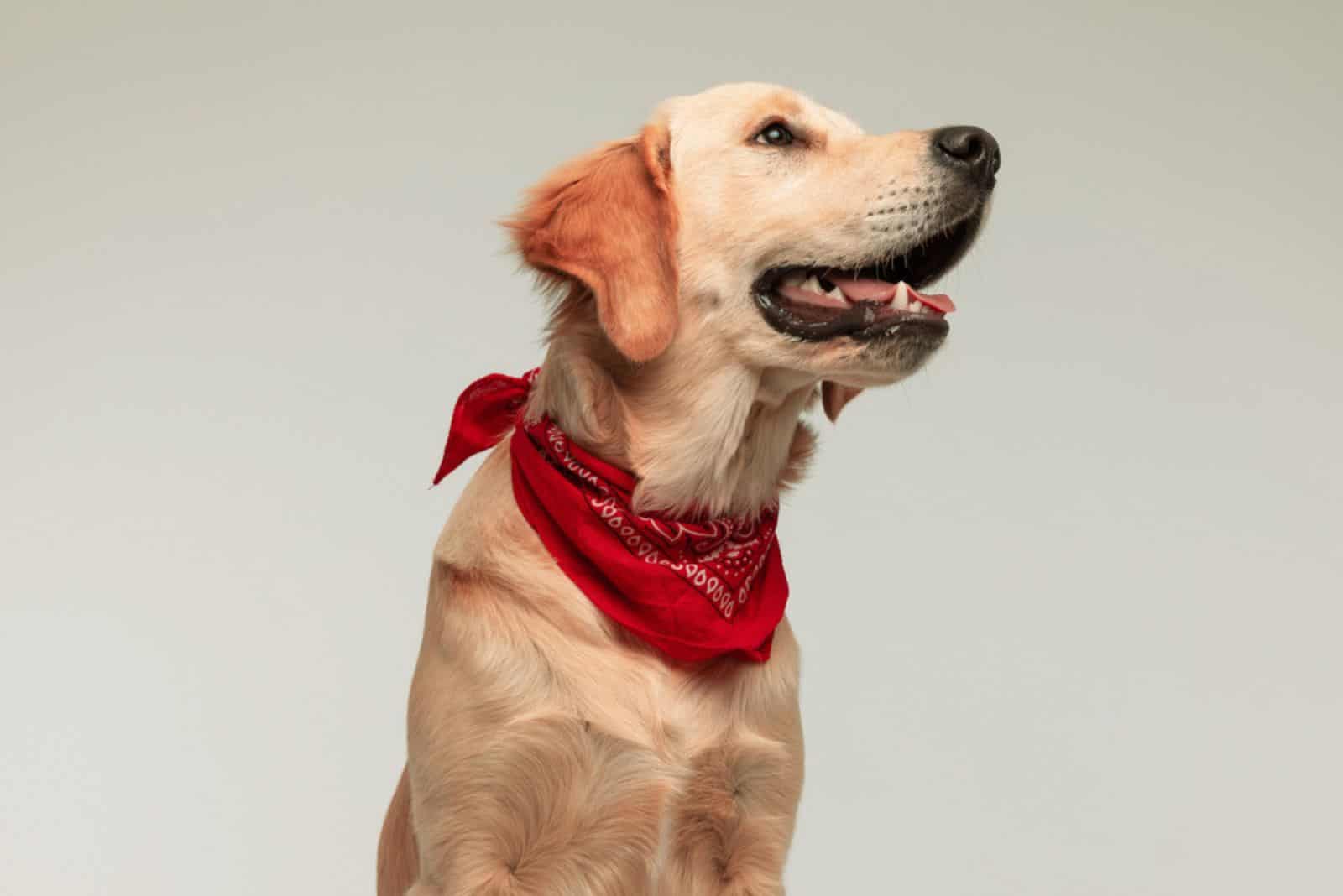 golden retriever dog with red scarf