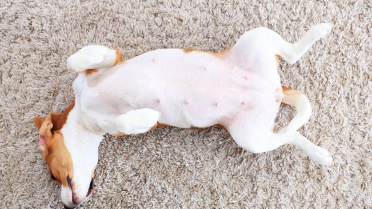 Do Dogs Have Belly Buttons? A Small Guide On Canine Navels