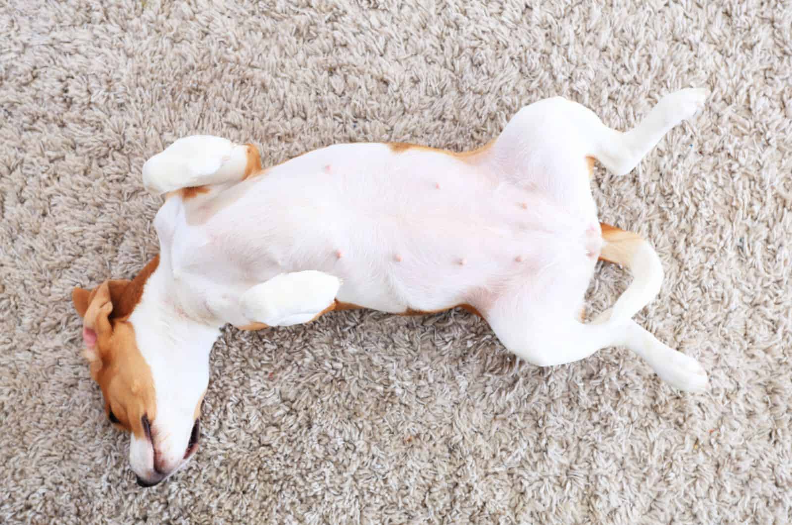 dog lying on his back on the carpet