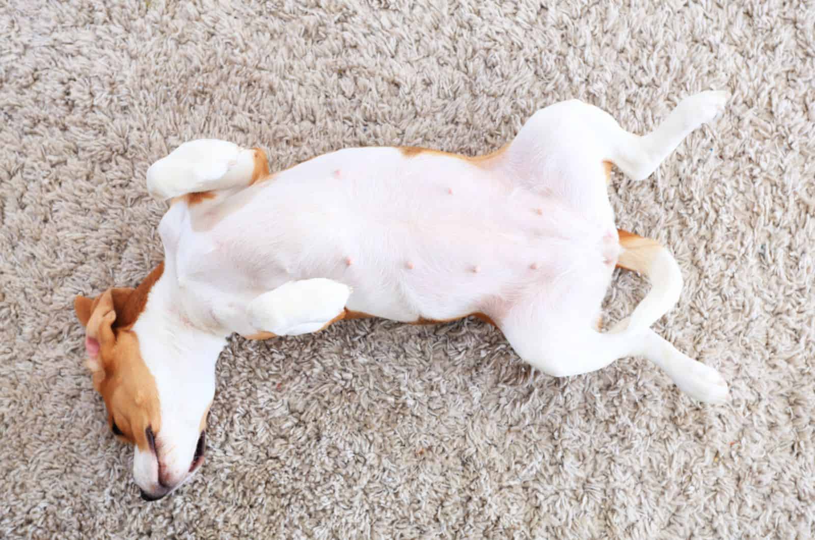 Do Dogs Have Belly Buttons A Small Guide On Canine Navels