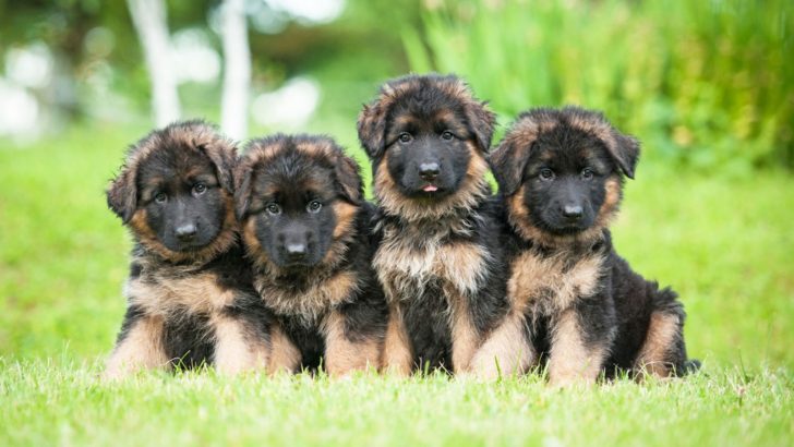 Do German Shepherd Puppies Change Color? Revealing The Facts
