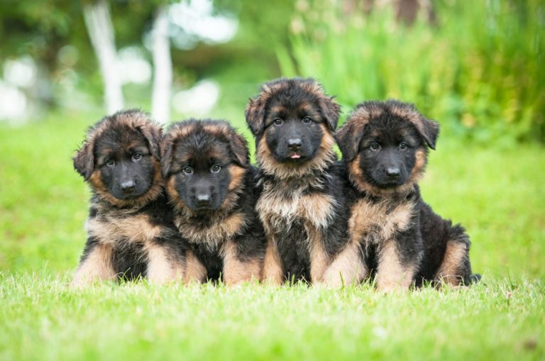 four german shepherd puppies