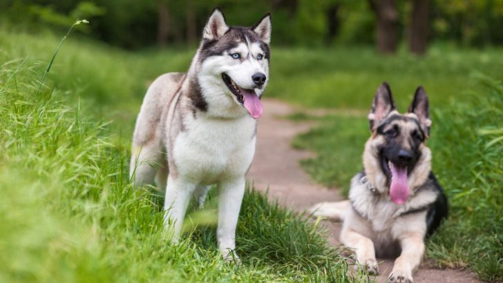 Do German Shepherds And Huskies Get Along? The Honest Answer