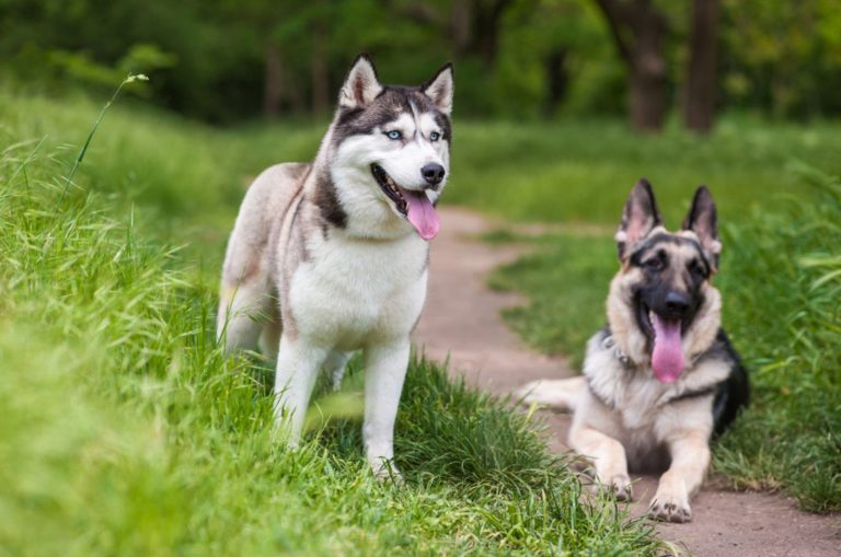 husky and german shepherd in nature