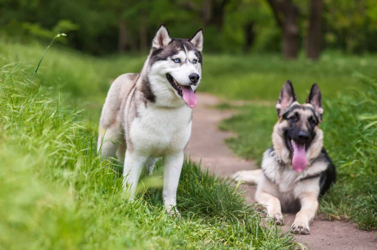 husky and german shepherd in nature