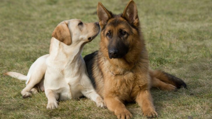 Do German Shepherds Get Along With Other Dogs Or Not?