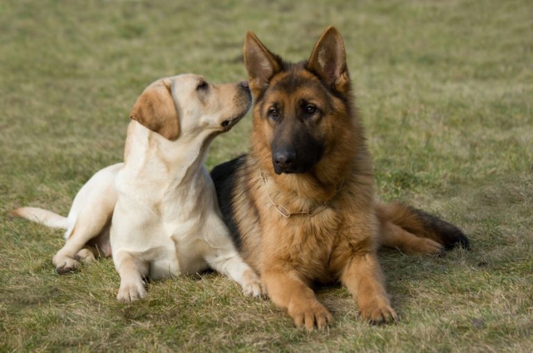german shepherd and labrador retriever sitting on a green grass