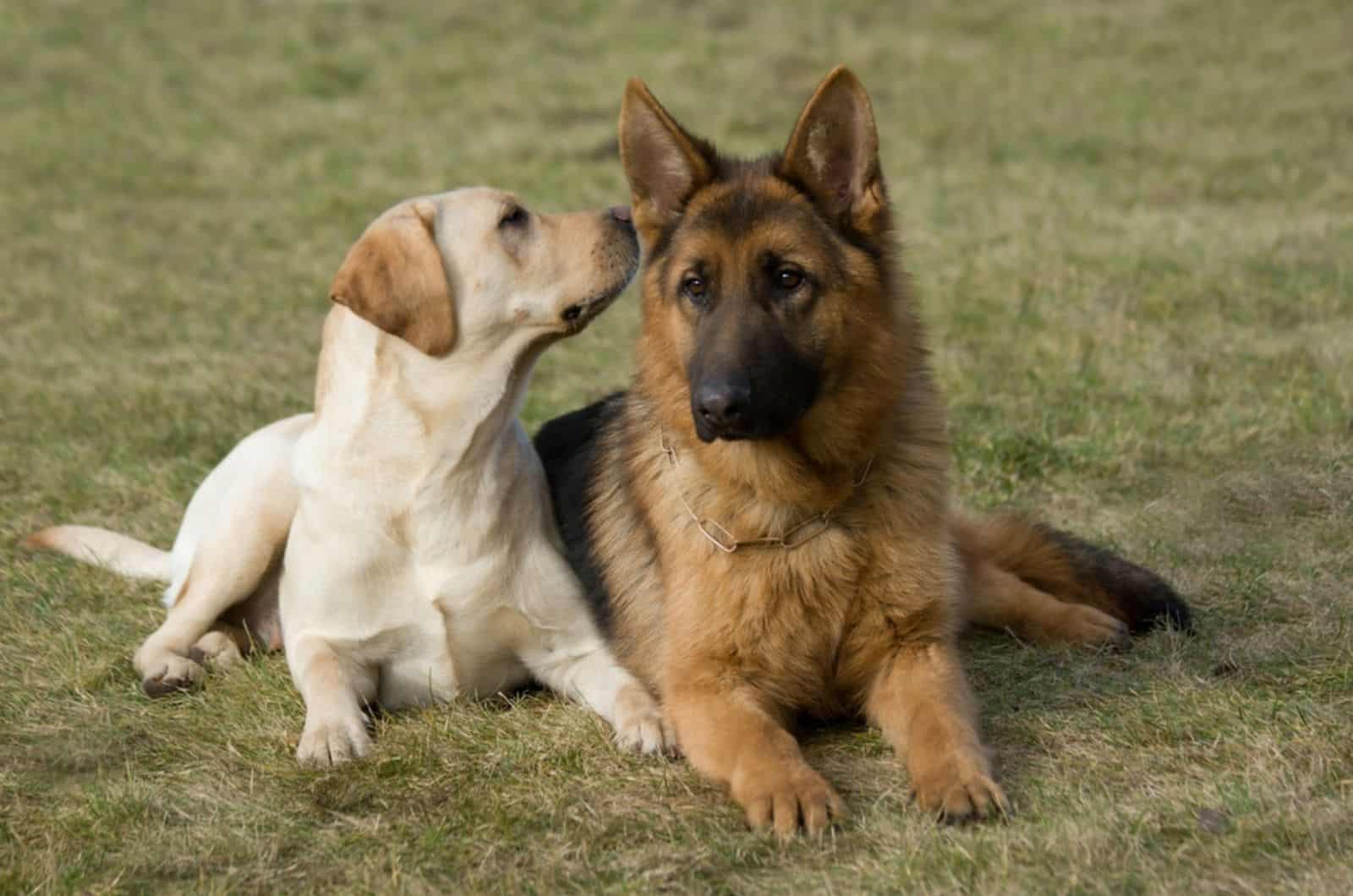 german shepherd and labrador retriever sitting on a green grass