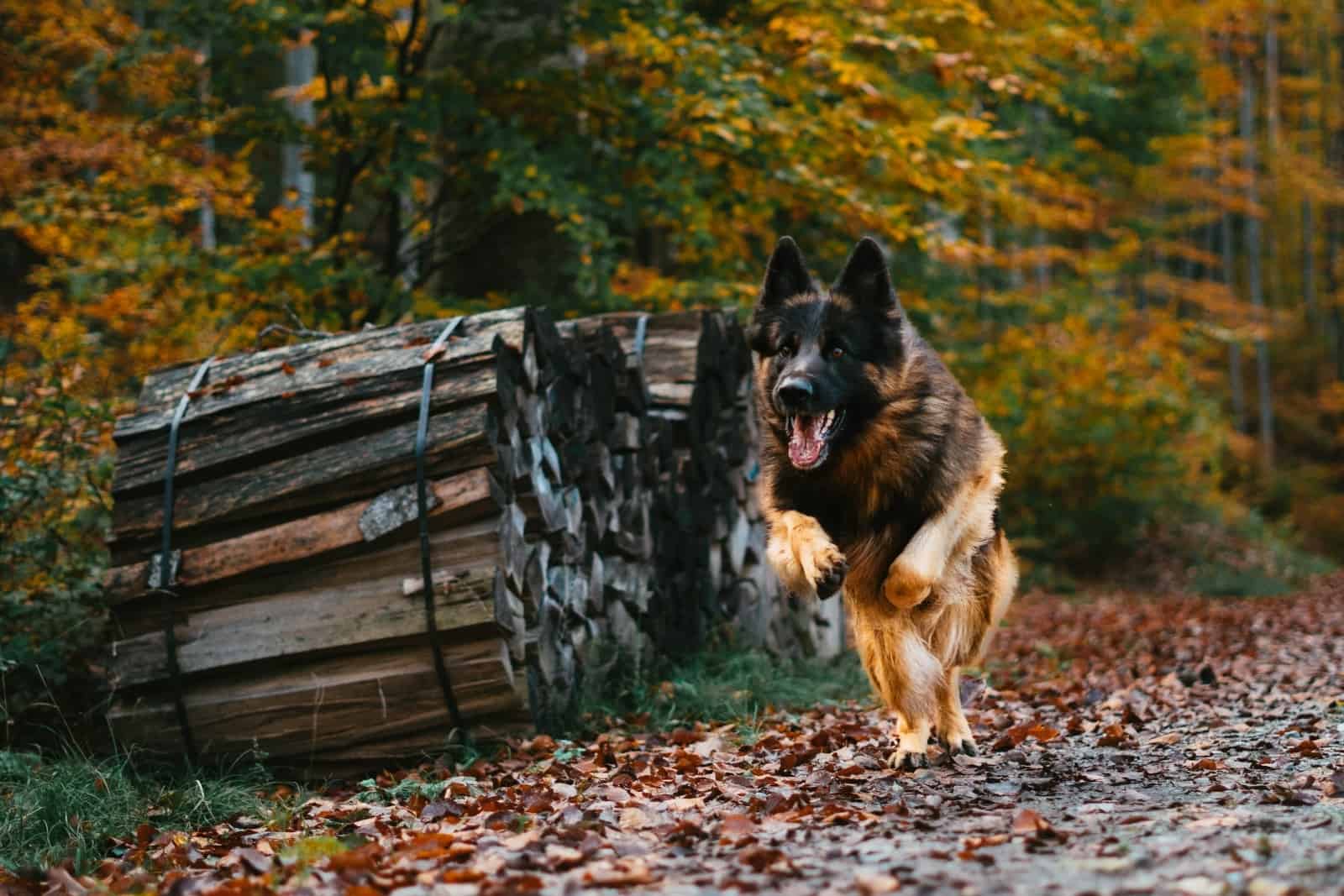 german shepherd running