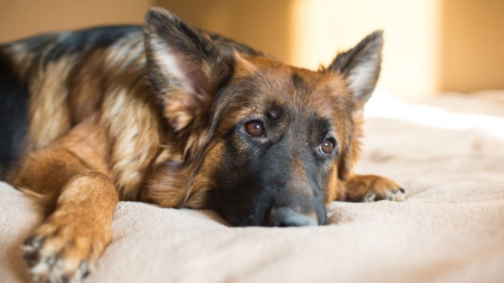 Do German Shepherds Smell? All On Bad Odor And How To Help