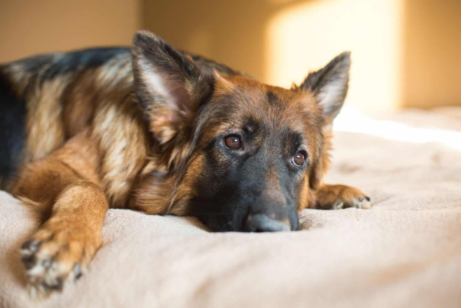 Cute German Shepherd on bed