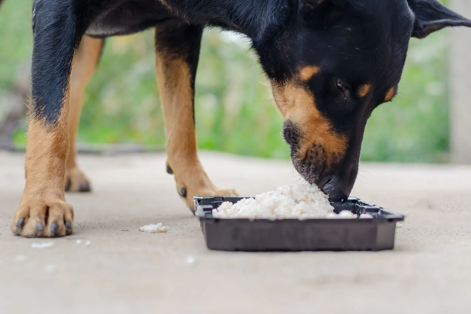Doberman Pinscher dog eating white rice from a black bowl