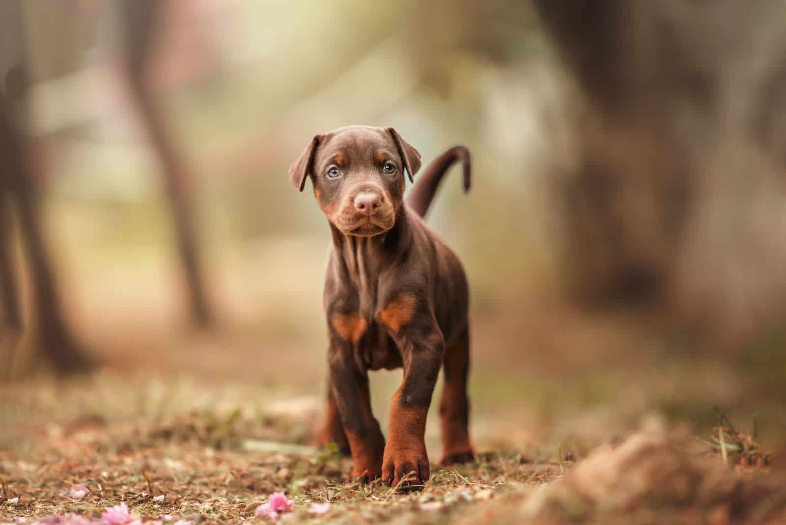 Doberman puppy standing in the forest