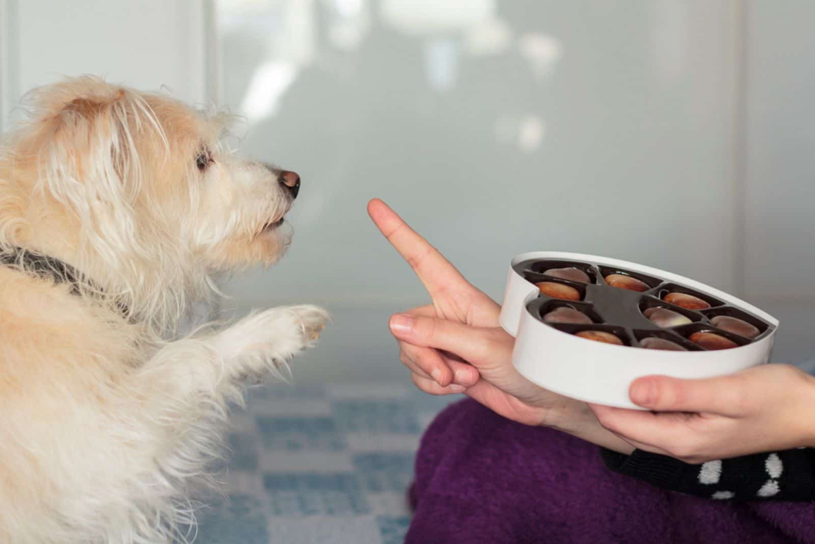 Dog giving paw asking for valentines chocolate