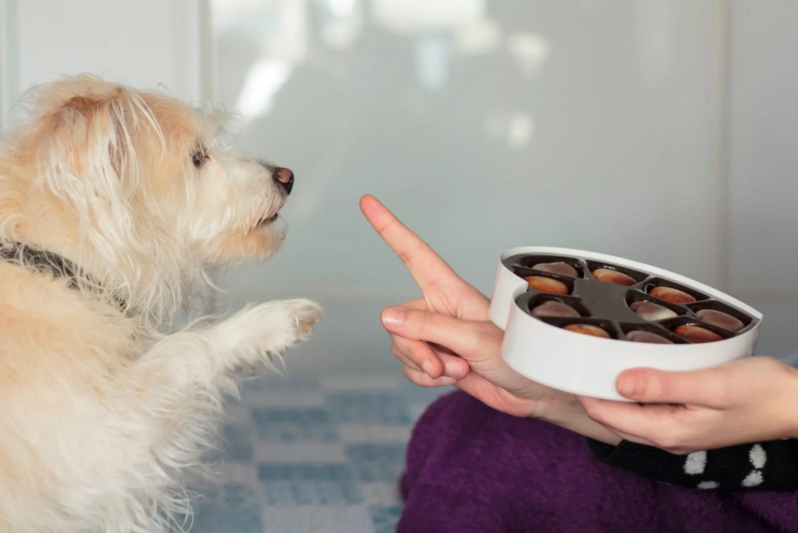 Dog giving paw asking for valentines chocolate