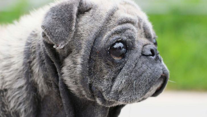 Dry Flaky Skin On Dogs — What Causes It And How To Treat It