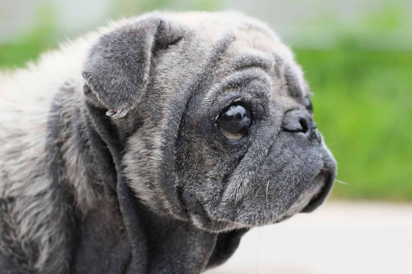 old pug with dry flaky skin