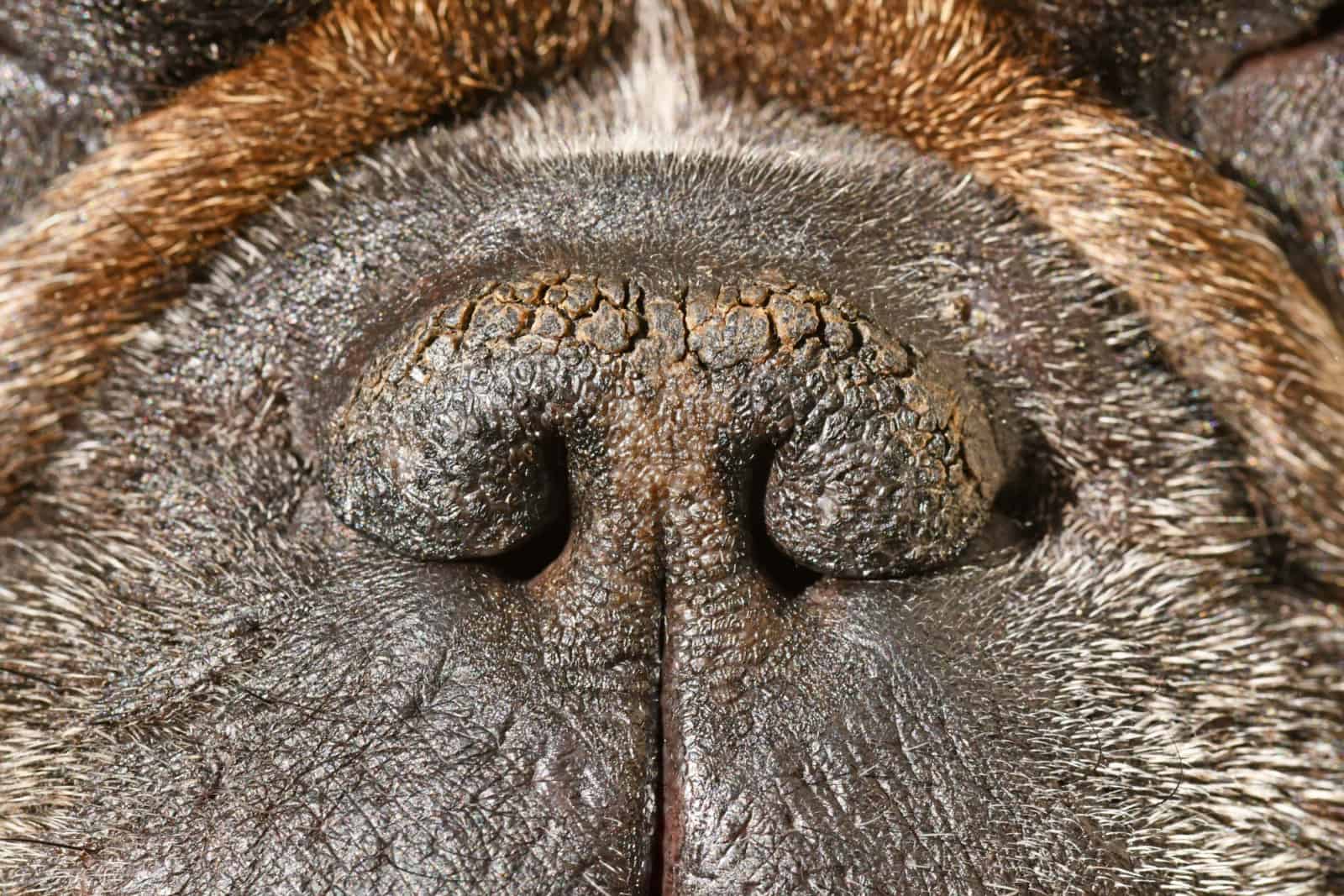 Dry brachycephalic dog nose with narrow nostrils of a French Bulldog