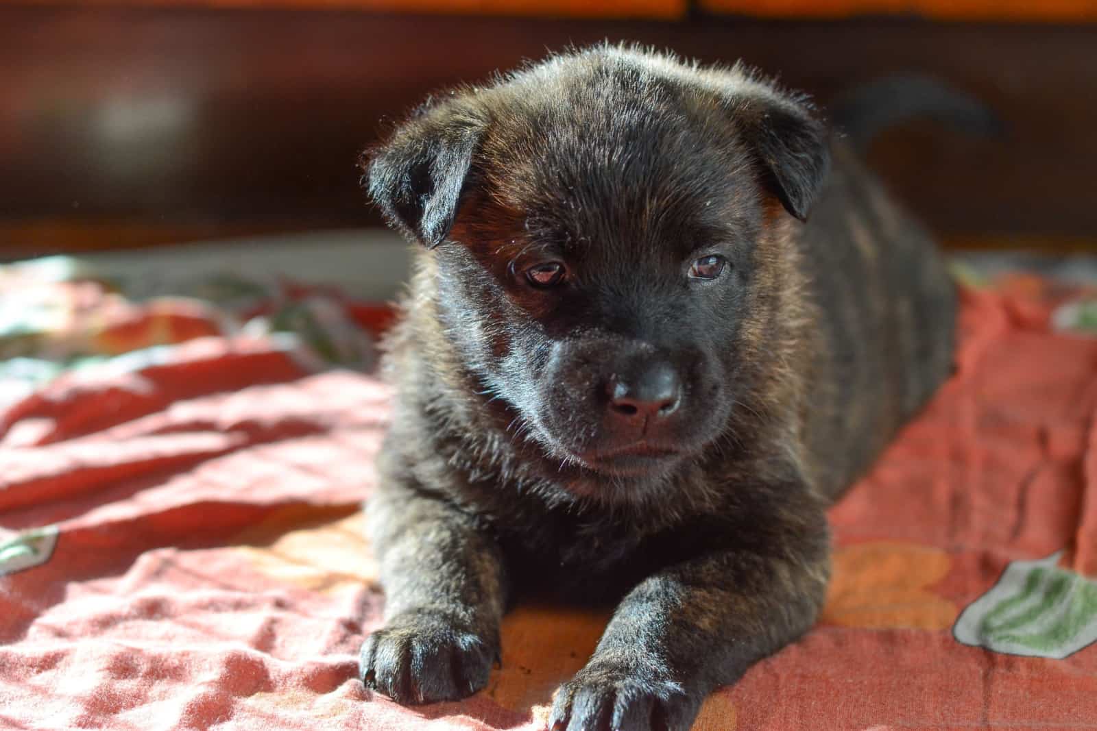 Dutch Shepherd puppy 4 weeks old