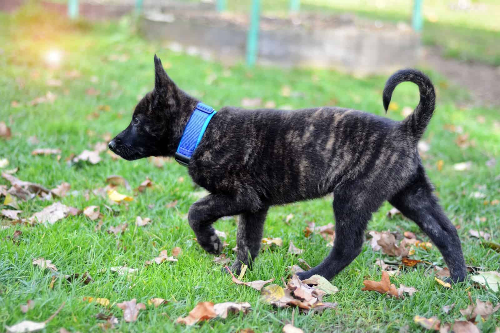 Dutch shepherd puppy at her 8 weeks age