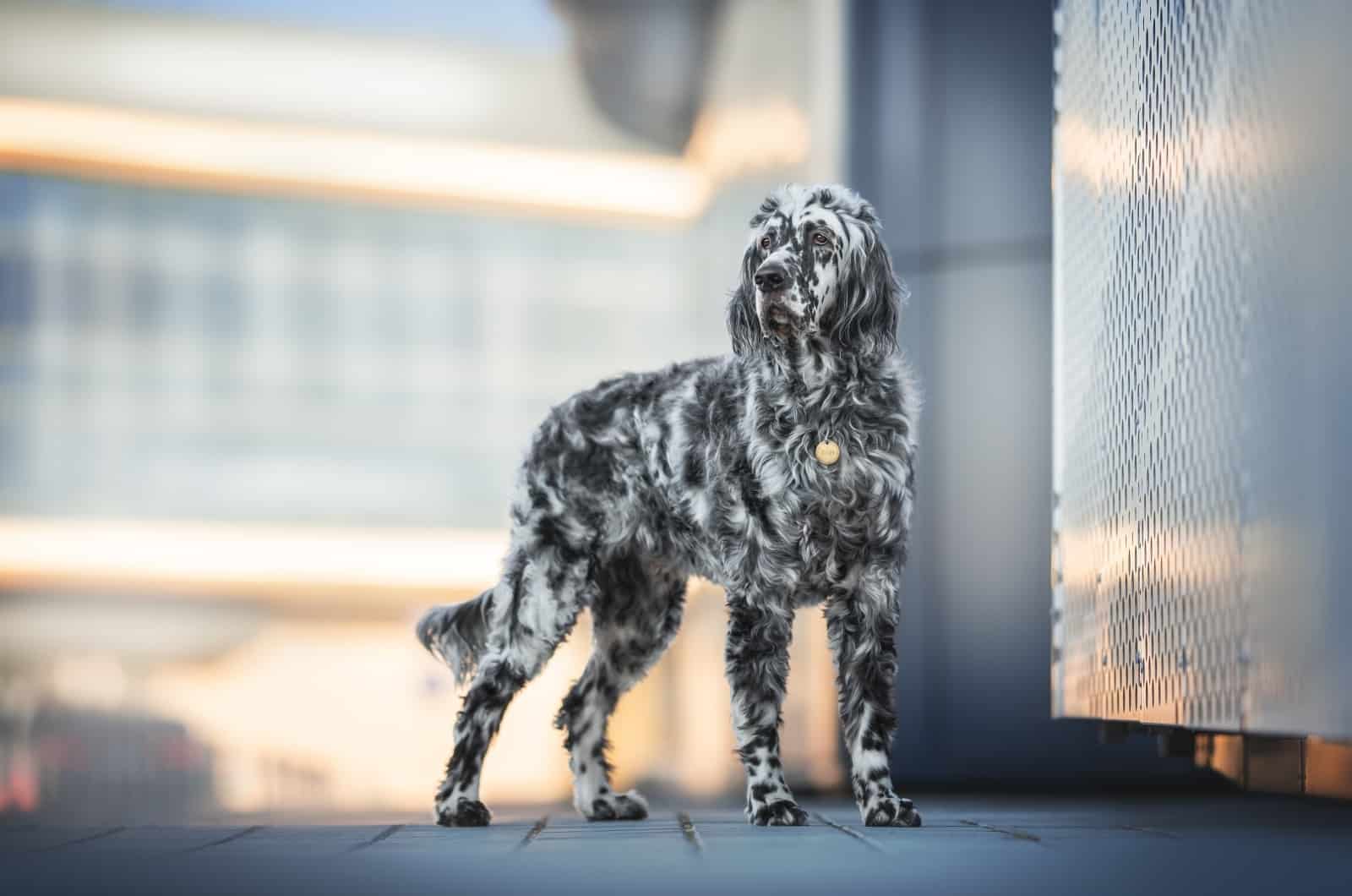 English Setter Colors: The Commons And The Rares