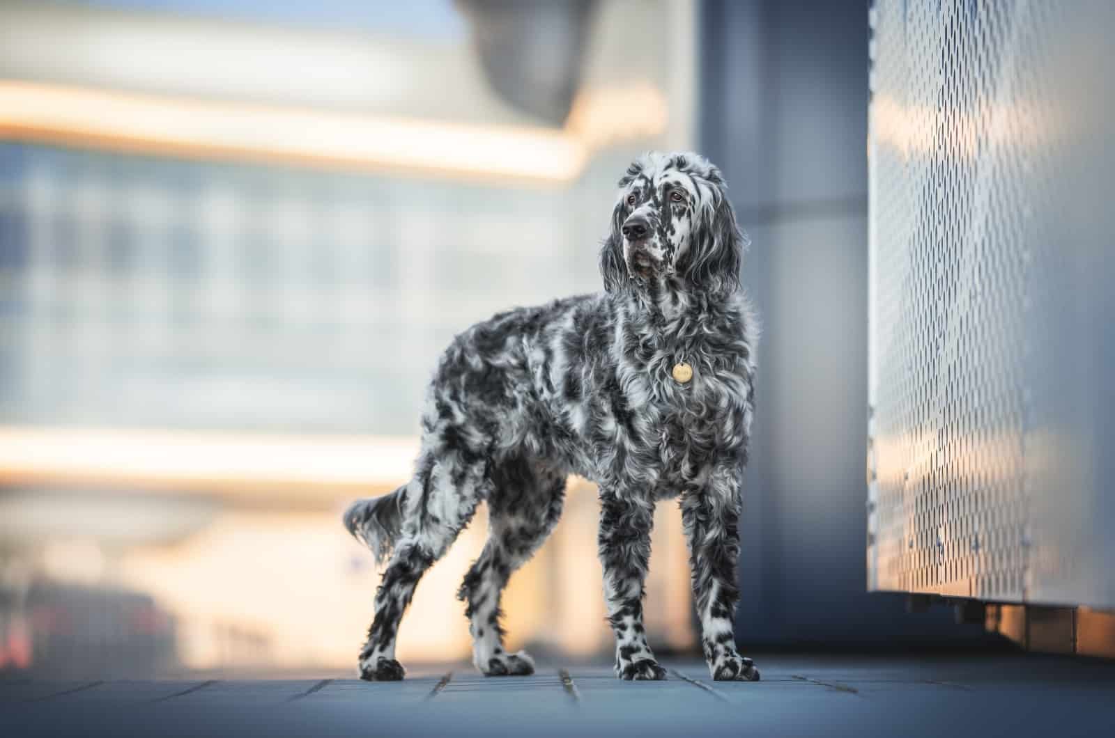 blue English Setter standing outside