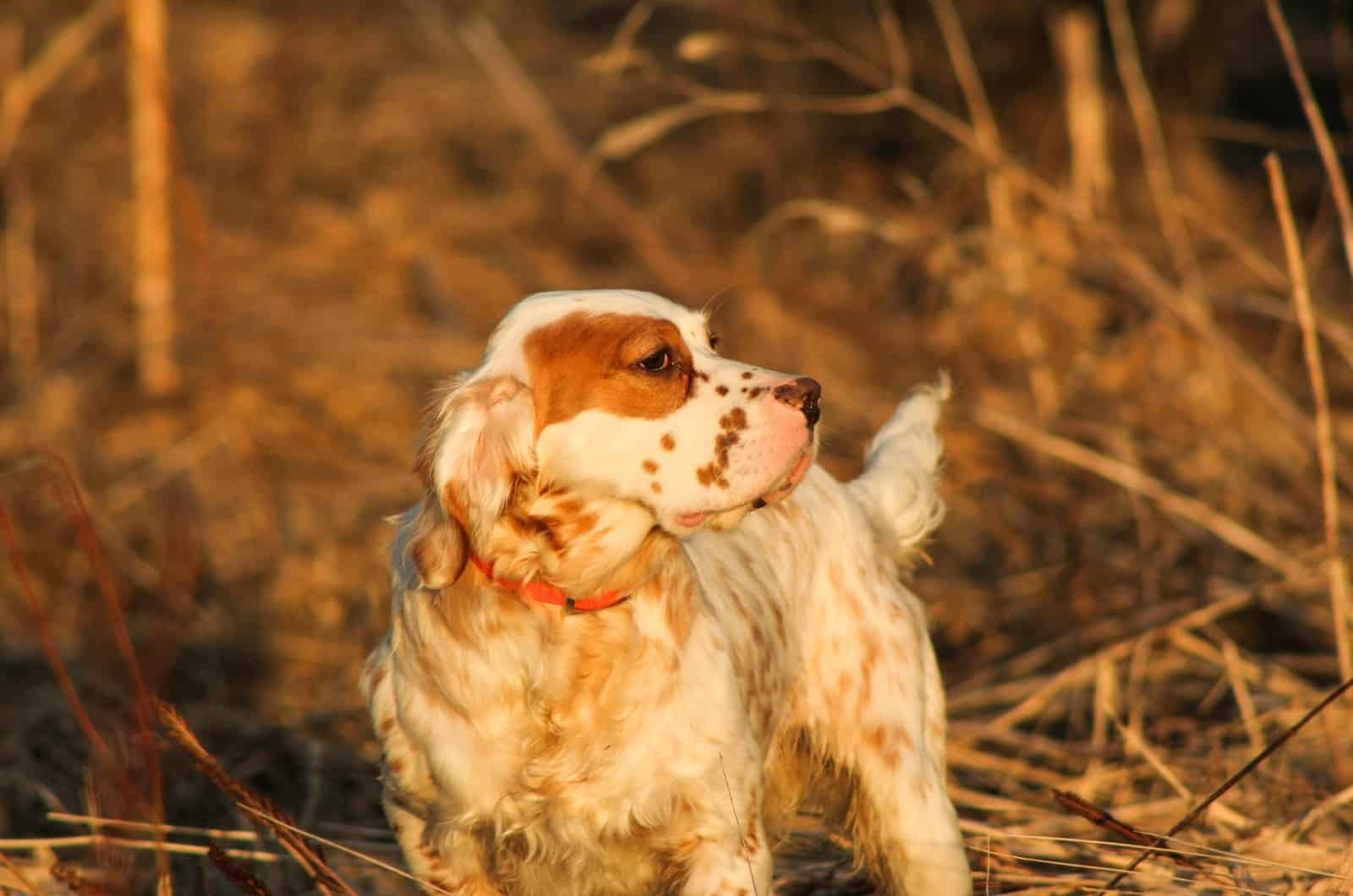 English Setter puppy