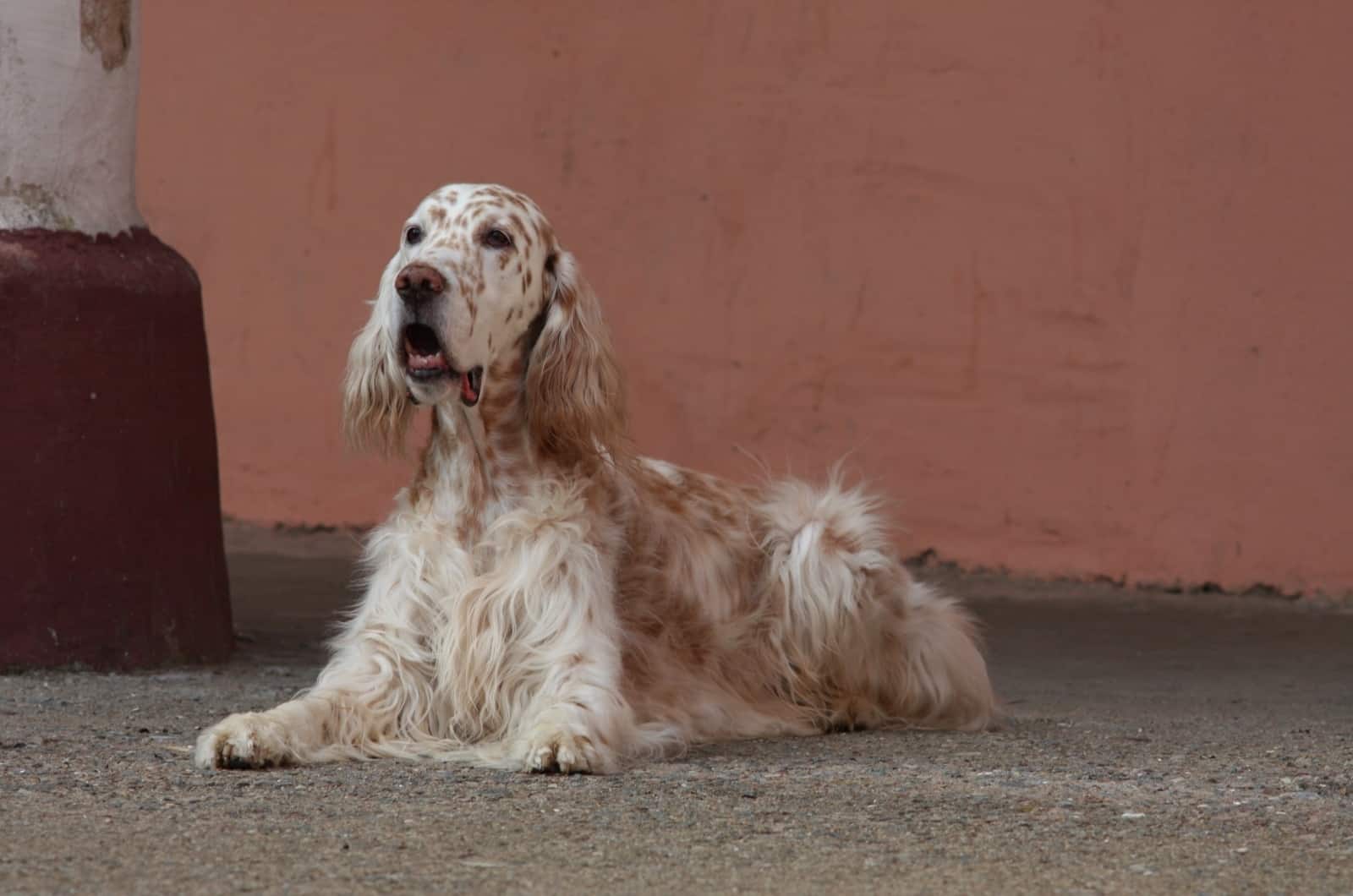 English Setter sitting and posing for photo