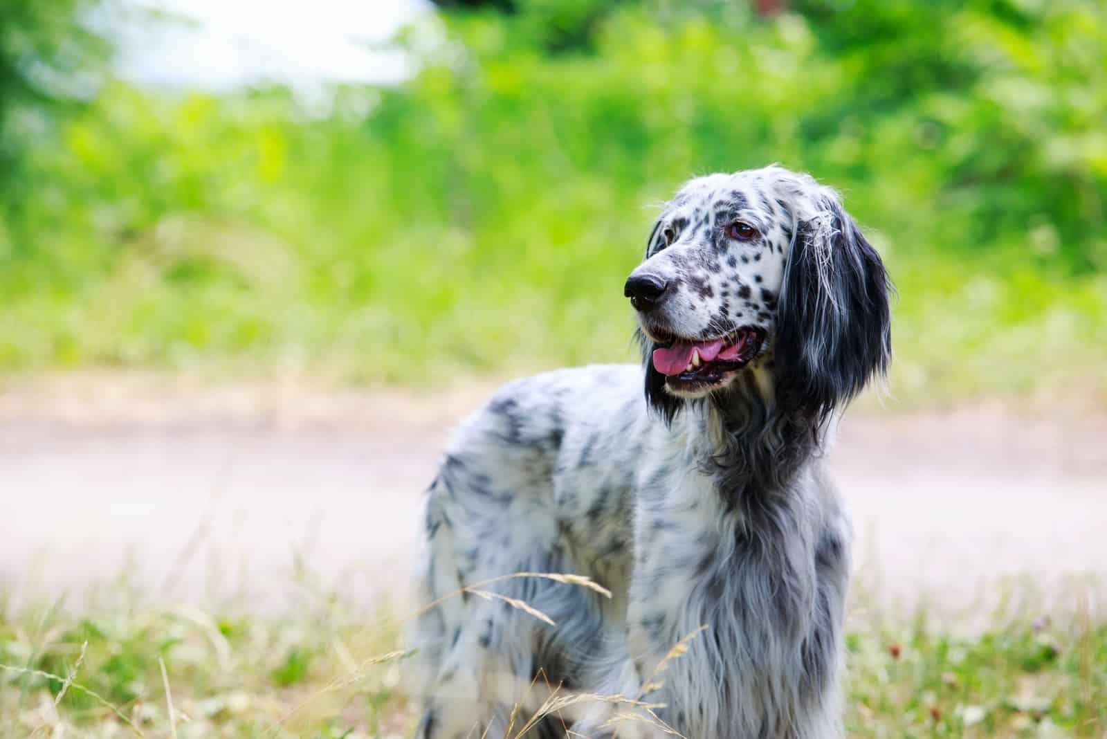 English Setter standing in grass