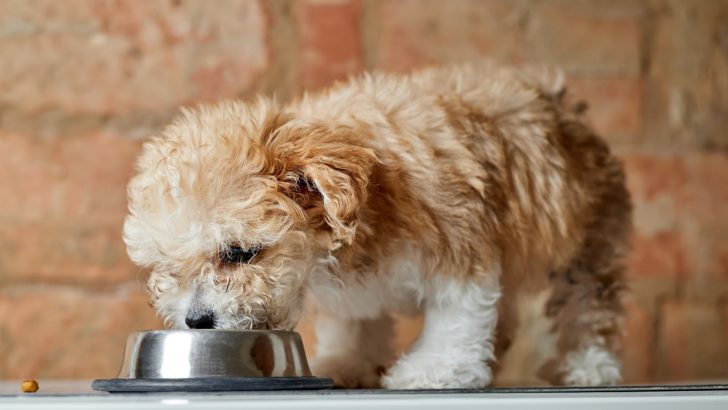 Evaluating The Maltipoo Feeding Chart: Tips And Tricks