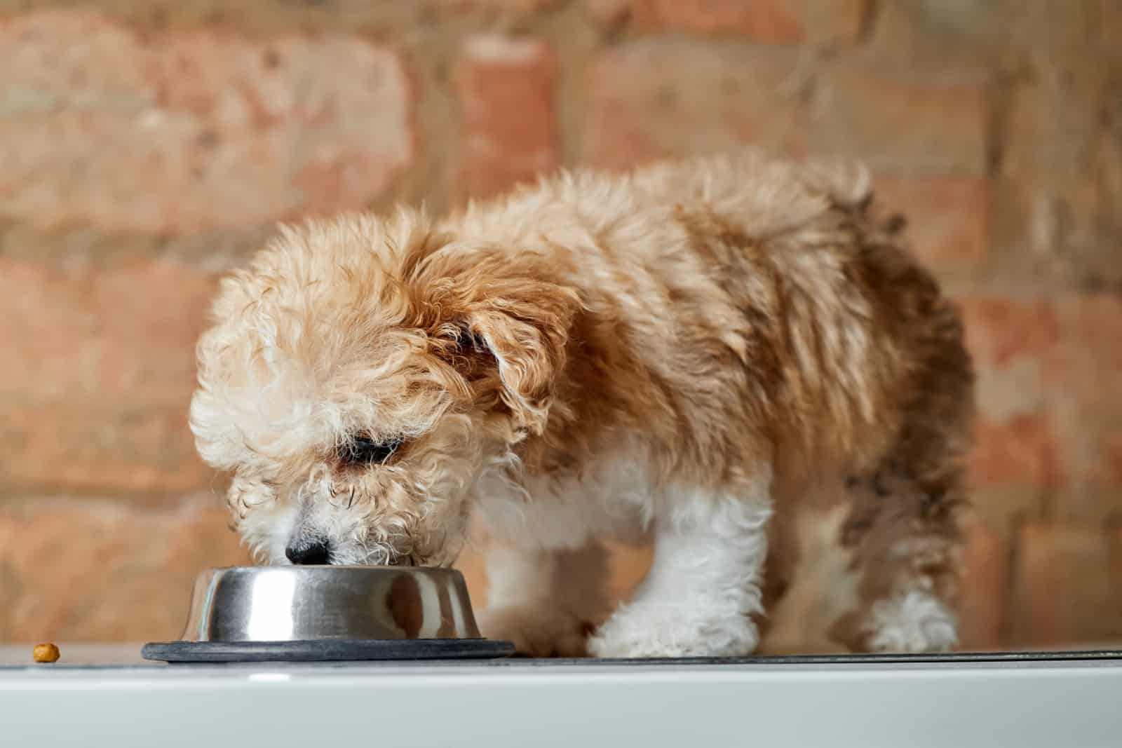 Maltipoo puppy eats from a metal bowl on a brick wall background