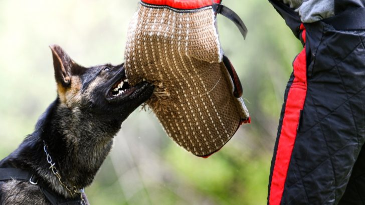Everything On The German Shepherd Bite Force