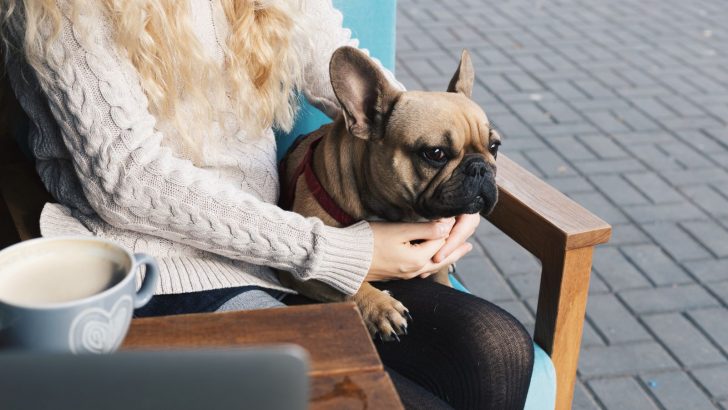 Explaining Weird Frenchie Behaviors Once And For All