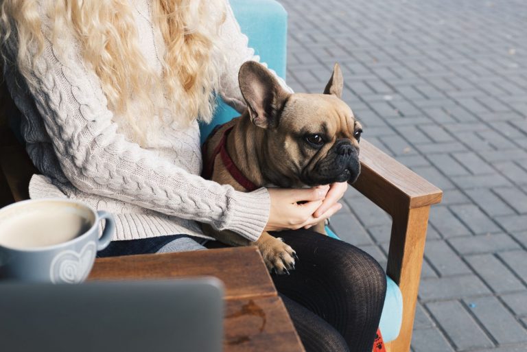 Frenchie sits on a woman's lap