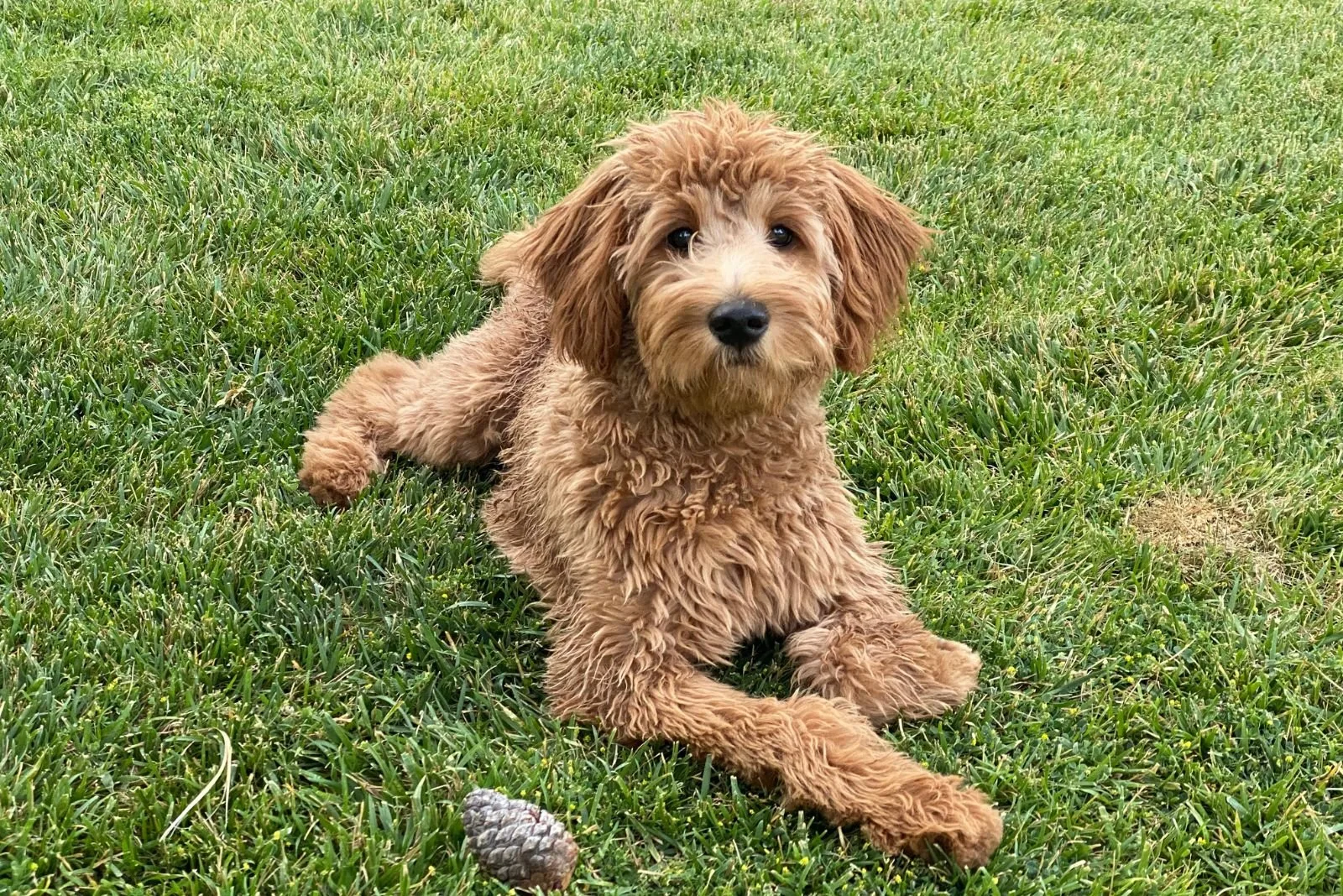 F2B Goldendoodle is lying on the grass