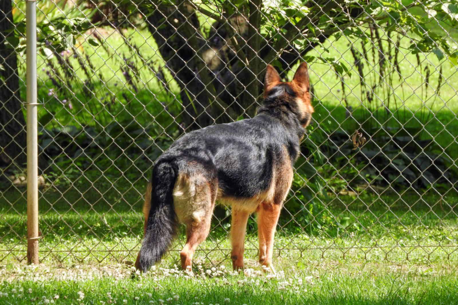 Female German Shepherd in back yard