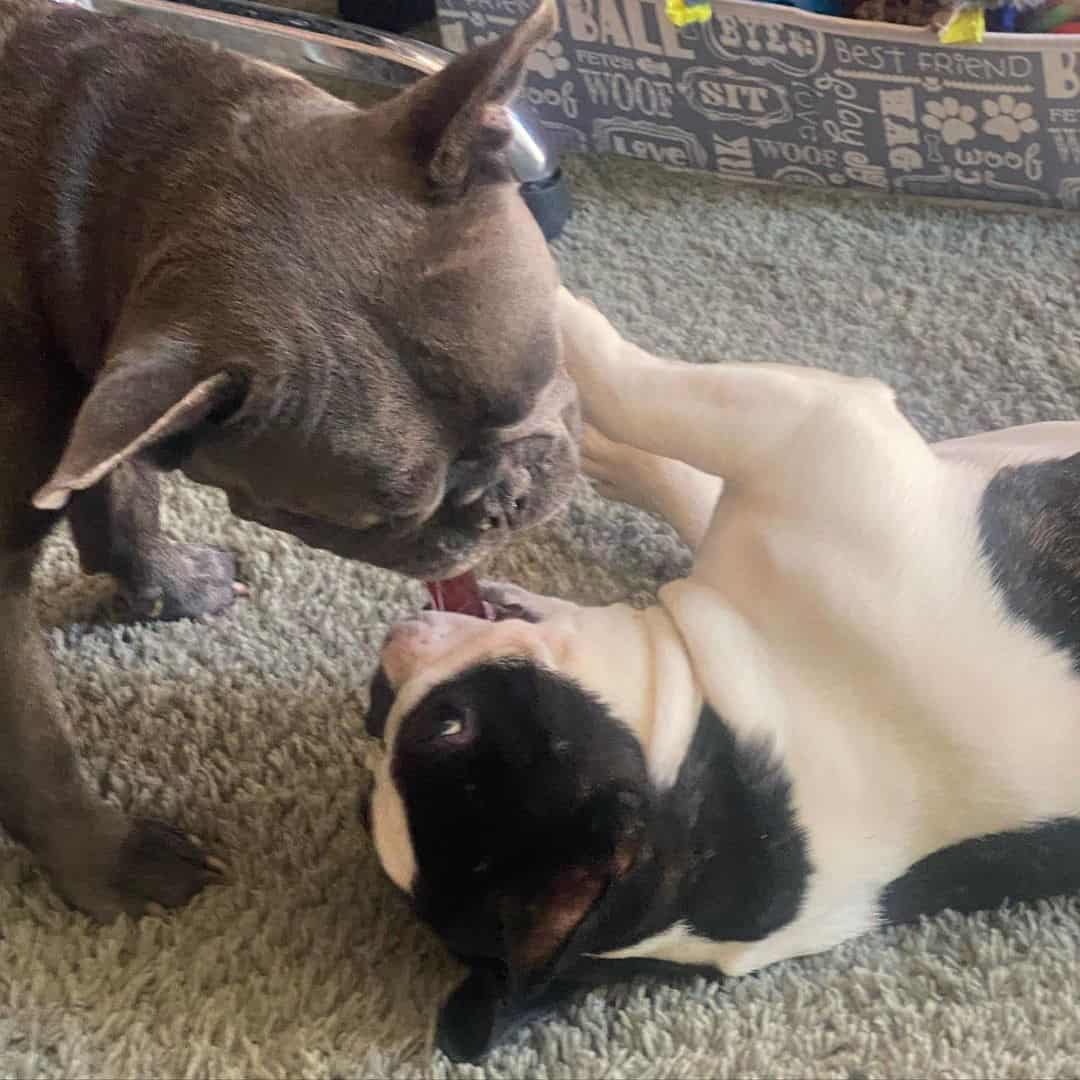 French Bulgos fight on the floor