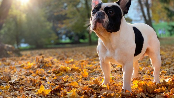French Bulldog Adoption Vs. Breeding: Pros And Cons