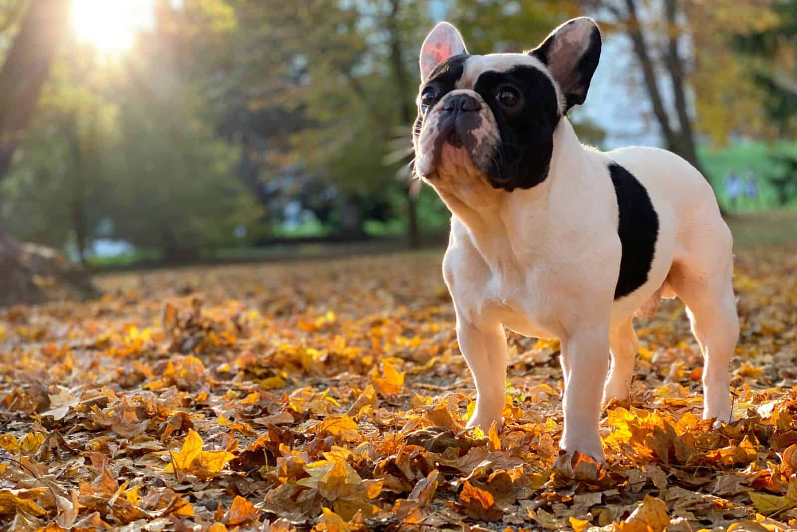 black and white french bulldog in the forest