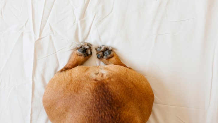 French Bulldog Tail Docking Debunked